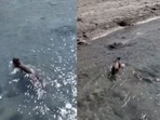 Moments after rescue, the leopard was seen swimming and running freely in the wild.