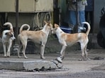 Local Self-Government Minister MB Rajesh said stray dogs that are gravely ill or injured may be euthanised, provided a veterinary surgeon certifies their condition. Local Self-Government Minister MB Rajesh said stray dogs that are gravely ill or injured may be euthanised, provided a veterinary surgeon certifies their condition.