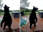 The home surveillance footage captured the moment the bear wandered into a quiet neighbourhood The home surveillance footage captured the moment the bear wandered into a quiet neighbourhood