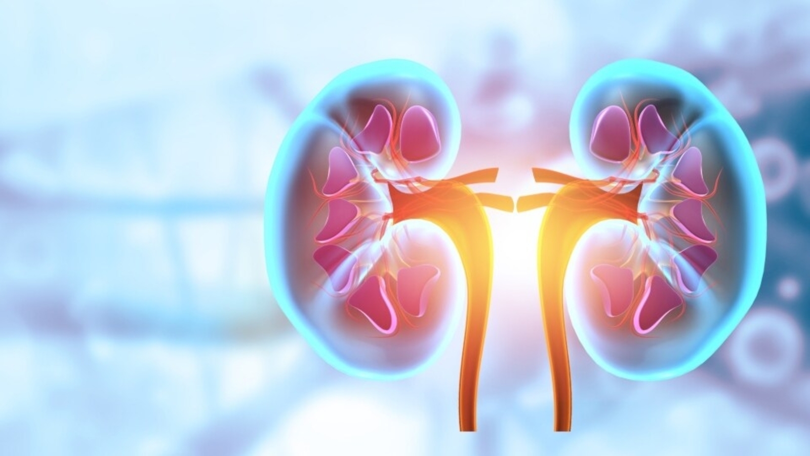 Ultrasound technician shows what healthy kidneys look like and what ...