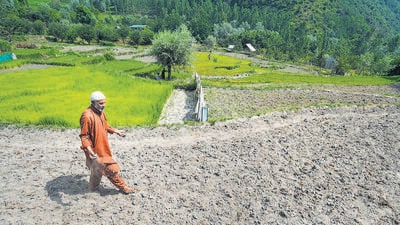 A farmer walks across a partially dried up paddy land, at Check Dara on the outskirts of Srinagar, on June 24, 2025. Drought-like situation was witnessed in many parts of Kashmir valley due to shortage of water and early melting of snow in the mountains owing to intense heat. (PTI) A farmer walks across a partially dried up paddy land, at Check Dara on the outskirts of Srinagar, on June 24, 2025. Drought-like situation was witnessed in many parts of Kashmir valley due to shortage of water and early melting of snow in the mountains owing to intense heat. (PTI)