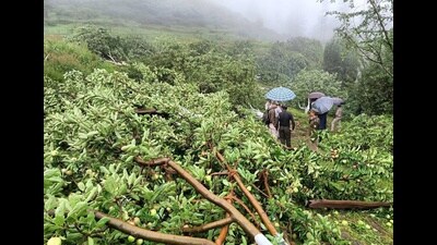 Amid the cutting down of apple orchards grown on forest land, the Himachal Pradesh Forest Department has pledged to bring 1,820 hectares of land under green cover this year. (HT File)