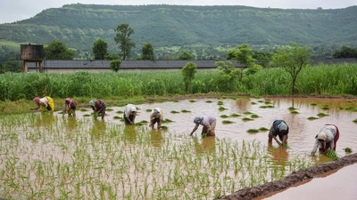 The previous tranche, which was the 19th installment was released in February, during which over 9.8 crore farmers received direct financial assistance. (PTI File) The previous tranche, which was the 19th installment was released in February, during which over 9.8 crore farmers received direct financial assistance. (PTI File)