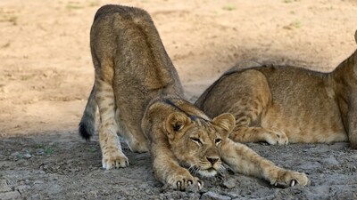 The restaurant said that it sells about 20 tickets a day to customers looking to snuggle with the animals as part of a set menu. (Unsplash/representational) The restaurant said that it sells about 20 tickets a day to customers looking to snuggle with the animals as part of a set menu. (Unsplash/representational)