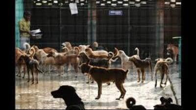 On April 30 this year, the animals were temporarily shifted to Raipur Kalan after the UT administration and the civic body started renovating the SPCA facility. (HT File) On April 30 this year, the animals were temporarily shifted to Raipur Kalan after the UT administration and the civic body started renovating the SPCA facility. (HT File)