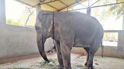 The elephant Mahadevi has been with the Swasthishri Jinsen Bhattarak, a Kolhapur-based trust belonging to the Jain discipline, since 1992. The elephant Mahadevi has been with the Swasthishri Jinsen Bhattarak, a Kolhapur-based trust belonging to the Jain discipline, since 1992.