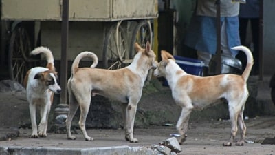 Local Self-Government Minister MB Rajesh said stray dogs that are gravely ill or injured may be euthanised, provided a veterinary surgeon certifies their condition. (Representational Photo) Local Self-Government Minister MB Rajesh said stray dogs that are gravely ill or injured may be euthanised, provided a veterinary surgeon certifies their condition. (Representational Photo)