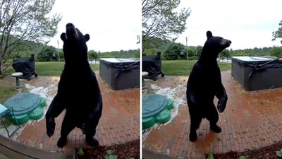 The home surveillance footage captured the moment the bear wandered into a quiet neighbourhood (Facebook) The home surveillance footage captured the moment the bear wandered into a quiet neighbourhood (Facebook)