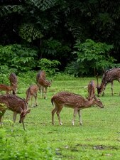 sed deer were part of a herd of around 98 spotted deer—also known as Chital—housed in a dedicated enclosure built as per Central Zoo Authority (CZA) guidelines. (HT PHOTO) sed deer were part of a herd of around 98 spotted deer—also known as Chital—housed in a dedicated enclosure built as per Central Zoo Authority (CZA) guidelines. (HT PHOTO)