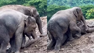 A heartwarming clip of elephants playing in the mud went viral. (Instagram/lek_chailert) A heartwarming clip of elephants playing in the mud went viral. (Instagram/lek_chailert)