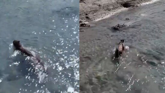 Moments after rescue, the leopard was seen swimming and running freely in the wild. (@ParveenKaswan/X)