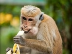 Monkey_1752750011898