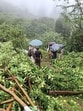 The ongoing felling of illegally grown apple trees on forest land in Himachal Pradesh has triggered a widespread outrage. While the high court has reiterated that all orchards grown on the encroached forest land shall be removed, apple growers have termed the move ‘anti-farmer’ stating that these orchards were planted decades ago and are a source of livelihood for thousands of families. (HT Photo)