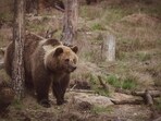 Social media user Scott Whitehead claimed to show grizzly bears 'leaving' Yellowstone National Park. Social media user Scott Whitehead claimed to show grizzly bears 'leaving' Yellowstone National Park.