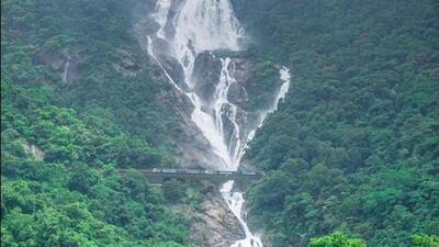 Goa’s conservator of forests (wildlife and ecotourism), Naveen Kumar, wrote to the Dehradun-based institute earlier this week. (Representative photo) Goa’s conservator of forests (wildlife and ecotourism), Naveen Kumar, wrote to the Dehradun-based institute earlier this week. (Representative photo)