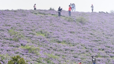 Karnataka government announced regulations to enter Chikmangulur's Mullayangiri peak. (PTI) Karnataka government announced regulations to enter Chikmangulur's Mullayangiri peak. (PTI)