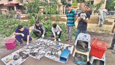 Thane, India - July -17, 2025: While trimming trees in the compound of a society on Ghodbunder Road, in Thane, the nest of the herons on the trees were destroyed, and about 25 herons died, and 15 were rescued through the Forest Department and Wildlife Welfare Association (NGO) Further investigation is being conducted by the Forest Department .,in Thane,in Mumbai, India, on, Thursday, July -17, 2025. ( Praful Gangurde / HT Photo ) (praful Gangurde) Thane, India - July -17, 2025: While trimming trees in the compound of a society on Ghodbunder Road, in Thane, the nest of the herons on the trees were destroyed, and about 25 herons died, and 15 were rescued through the Forest Department and Wildlife Welfare Association (NGO) Further investigation is being conducted by the Forest Department .,in Thane,in Mumbai, India, on, Thursday, July -17, 2025. ( Praful Gangurde / HT Photo ) (praful Gangurde)