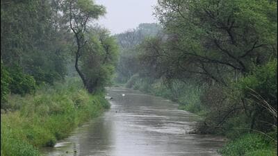 The Munak Canal carries water from Haryana. (Vipin Kumar/HT Photo) The Munak Canal carries water from Haryana. (Vipin Kumar/HT Photo)