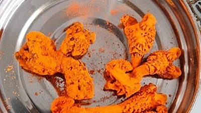 The lizard genitalia (locally known as ‘hatha jodi’) and soft coral ('indrajaal'), covered in vermillion, seized from a 38-year-old astrologer in Faridabad. (HT Photo) The lizard genitalia (locally known as ‘hatha jodi’) and soft coral ('indrajaal'), covered in vermillion, seized from a 38-year-old astrologer in Faridabad. (HT Photo)