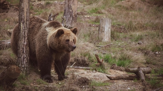Social media user Scott Whitehead claimed to show grizzly bears 'leaving' Yellowstone National Park. (Pexels)
