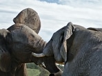 Elephant_1752830414972