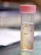 Water samples lifted by CPCB in May revealed that around 30%, or six out 20 samples collected, had E.Coli and faecal coliform. (FILE) Water samples lifted by CPCB in May revealed that around 30%, or six out 20 samples collected, had E.Coli and faecal coliform. (FILE)