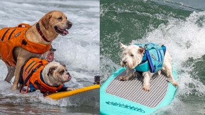 World Dog Surfing Championships 2025 will be held at Linda Mar Beach in Pacifica, (Surf Dog Championships) World Dog Surfing Championships 2025 will be held at Linda Mar Beach in Pacifica, (Surf Dog Championships)