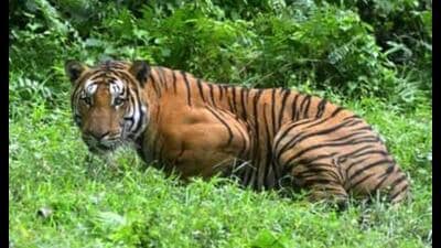 Forest officials said the animal that killed and attacked people could be a tigress. (Pic for representation) Forest officials said the animal that killed and attacked people could be a tigress. (Pic for representation)