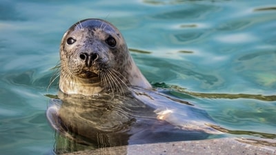 The Baltic Sea, which is shared by the EU and Russia, now rarely freezes over because of climate change, depriving seals of sanctuaries to rear their cubs. (AFP) The Baltic Sea, which is shared by the EU and Russia, now rarely freezes over because of climate change, depriving seals of sanctuaries to rear their cubs. (AFP)