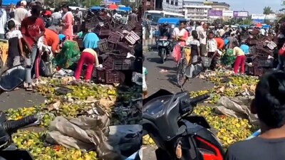 Passersby and locals rushed with bags and sacks to gather fallen mangoes. (@MakkhanSinghG/X) Passersby and locals rushed with bags and sacks to gather fallen mangoes. (@MakkhanSinghG/X)