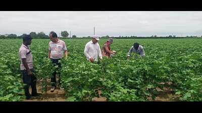 Teams from Punjab Agricultural University (PAU) and krishi vigyan kendras (KVKs) are actively inspecting cotton fields in the region. (HT)