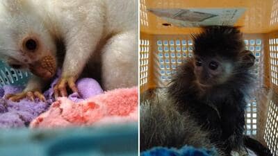 The spotted cuscus (left) and silver leaf monkey after their rescue. (Sourced photos) The spotted cuscus (left) and silver leaf monkey after their rescue. (Sourced photos)