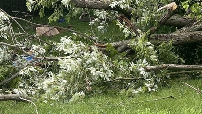 An optical illusion shared on Reddit showed a fallen tree hiding a cat. Viewers were left puzzled as they tried to spot the well-camouflaged feline. (Reddit/becrabtr2)