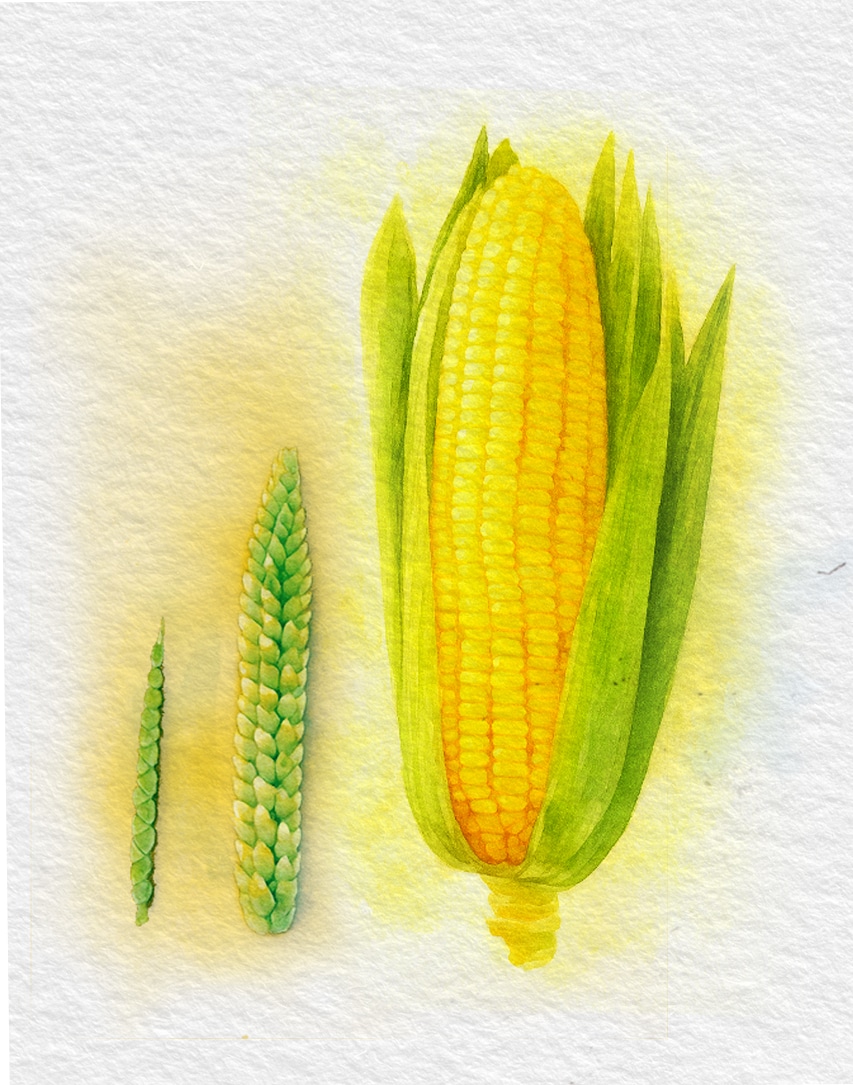 First, there was a bushy wild grass with an ear that was hard and inedible (above left). This was Teosinte parviglumis, native to Mexico. Early crossbreeding with the Teosinte Mexicana 4,000 years ago yielded a hybrid (centre). It would be the forerunner to modern maize. (HT photo illustration: Puneet Kumar)