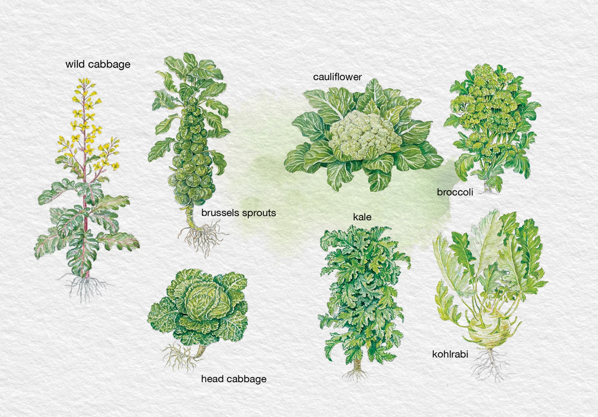 Cauliflower, broccoli, kale, collard greens, cabbages and kohlrabi have all descended from one species of wild mustard: Brassica oleracea. (HT photo illustration: Puneet Kumar)