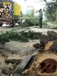MC horticulture branch junior engineer Kripal Singh confirmed that a complaint had been received. (HT Photo) MC horticulture branch junior engineer Kripal Singh confirmed that a complaint had been received. (HT Photo)