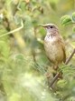 The Long-billed Bush Warbler (Locustella major) was sighted on July 15 in dense willow thickets at over 3,200 metres altitude. (Harish Thangaraj) The Long-billed Bush Warbler (Locustella major) was sighted on July 15 in dense willow thickets at over 3,200 metres altitude. (Harish Thangaraj)