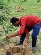 The govt is working towards increasing Uttar Pradesh’s green cover to 15% by 2030. (For Representation)