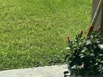 An optical illusion shared on Reddit tricked viewers with a hidden snake in a calm garden photo. An optical illusion shared on Reddit tricked viewers with a hidden snake in a calm garden photo.