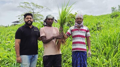 Estimated 50,000 acres land under cultivated for the two medicinal plant in Maharashtra in 2024, which was almost none five years ago. (HT PHOTO) Estimated 50,000 acres land under cultivated for the two medicinal plant in Maharashtra in 2024, which was almost none five years ago. (HT PHOTO)