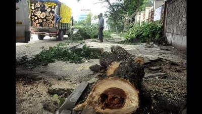 MC horticulture branch junior engineer Kripal Singh confirmed that a complaint had been received. (HT Photo)