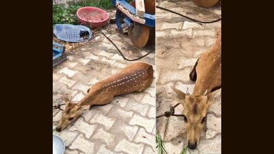 Parrah rescued by Gurpreet Singh at his farmhouse in Pilkhani village. Parrah rescued by Gurpreet Singh at his farmhouse in Pilkhani village.