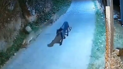 A viral clip showed a black panther strolling with two spotted leopards in the Nilgiris. (X/@ParveenKaswan) A viral clip showed a black panther strolling with two spotted leopards in the Nilgiris. (X/@ParveenKaswan)