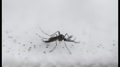 The active surveillance drive, under the National Vector Borne Disease Control Programme (NVBDCP), has remained critically low in Pune in the past three years. (HT) The active surveillance drive, under the National Vector Borne Disease Control Programme (NVBDCP), has remained critically low in Pune in the past three years. (HT)