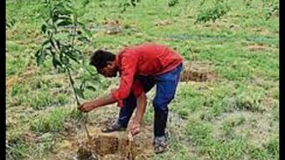 The govt is working towards increasing Uttar Pradesh’s green cover to 15% by 2030. (For Representation) The govt is working towards increasing Uttar Pradesh’s green cover to 15% by 2030. (For Representation)