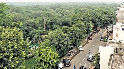 Trees can be felled on such land only with the approval and prior nod of the top court. (HT Archive)