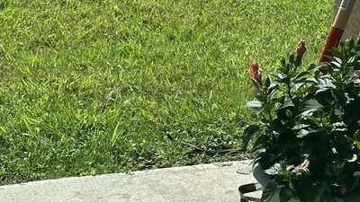 An optical illusion shared on Reddit tricked viewers with a hidden snake in a calm garden photo. (Reddit/Winteraine78) An optical illusion shared on Reddit tricked viewers with a hidden snake in a calm garden photo. (Reddit/Winteraine78)