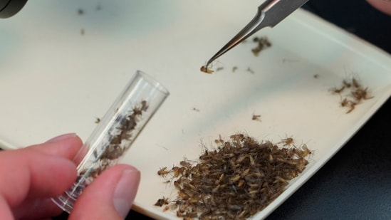 A lab worker examines trapped mosquitoes for signs of West Nile Virus and other diseases at the Orange County Mosquito and Vector Control District laboratory in California (AP)