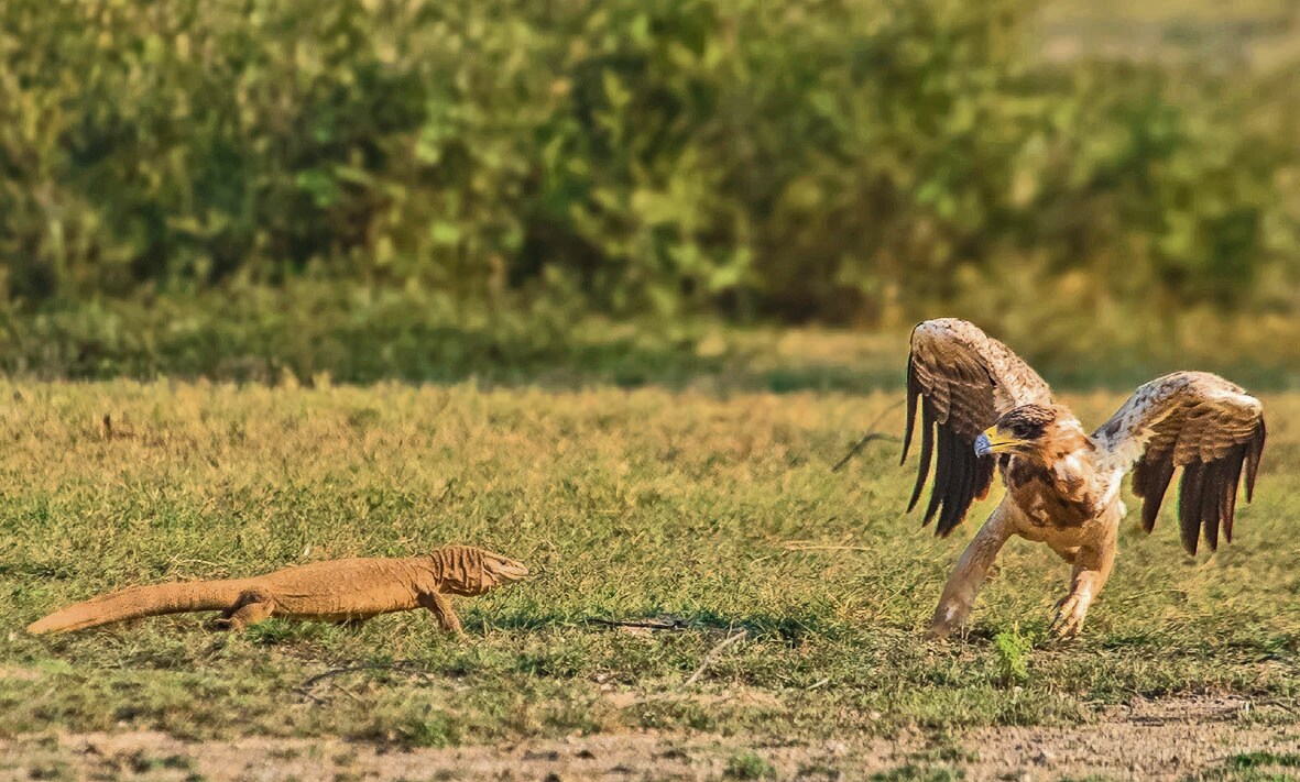 A formidable adversary: Goh charges at a Tawny eagle in Tal Chhapar (Rajasthan). (Aman Sharma) A formidable adversary: Goh charges at a Tawny eagle in Tal Chhapar (Rajasthan). (Aman Sharma)