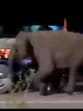 Forest officials have warned pilgrims against camping near forested areas and using loud music or bright lights that may provoke wildlife. (Video grab)